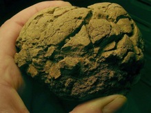 squeezed cobble